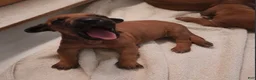 Rhodesian Ridgeback dogs for sale: Rhodesian Ridgeback MALE 3 - Ad 1