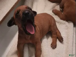 Rhodesian Ridgeback dogs for sale: Rhodesian Ridgeback MALE 3 - Ad 2