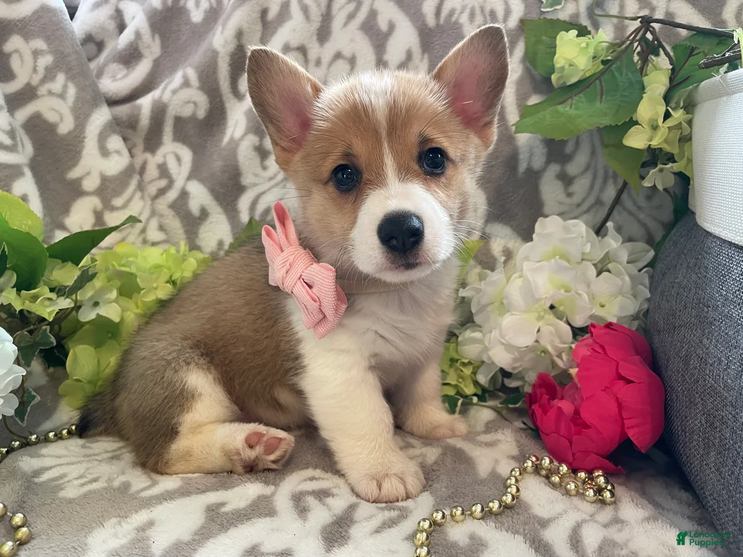 Welsh Corgi Pembroke dogs for sale: Mandy - Ad 1