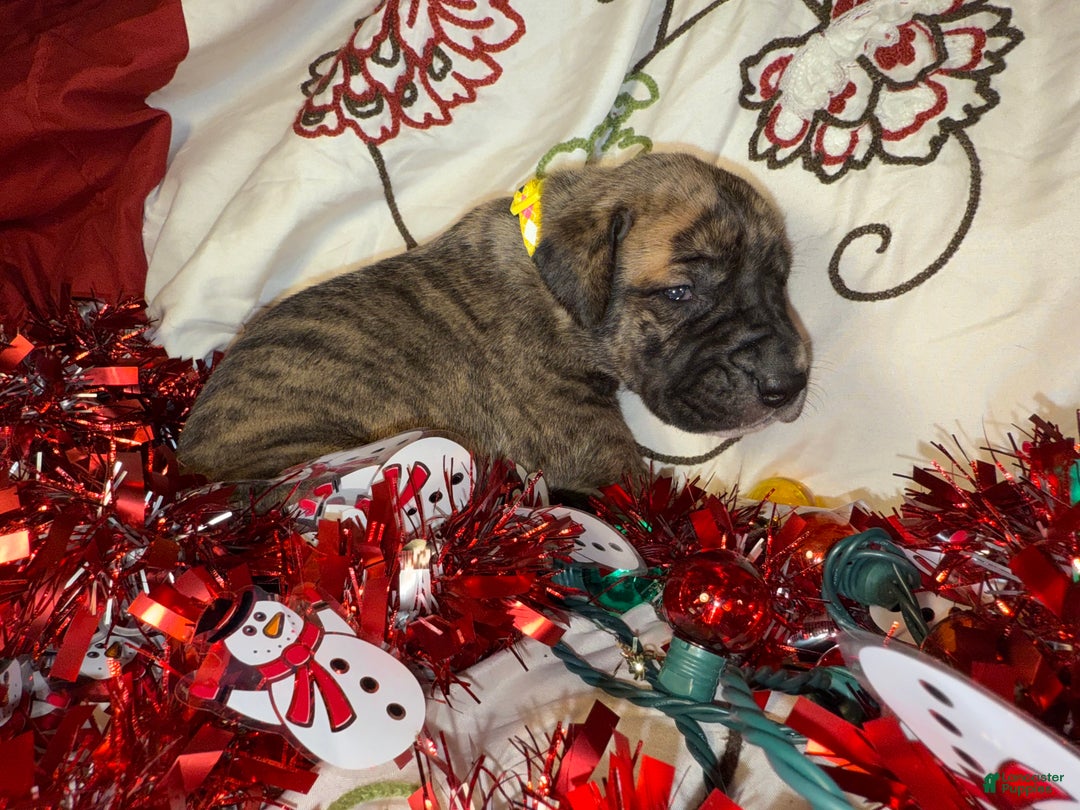 Great Dane dogs for sale: Francine - Ad 3