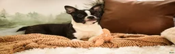 Boston Terrier dogs for sale: Howie - Ad 10
