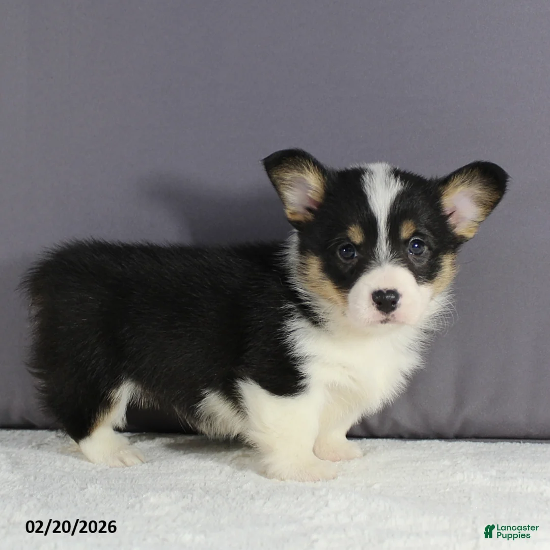 Welsh Corgi Pembroke dogs for sale: Lola - Ad 5