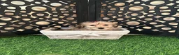 Yochon dogs for sale: Heaven Angelic Little Female Yochon Puppy - Ad 5