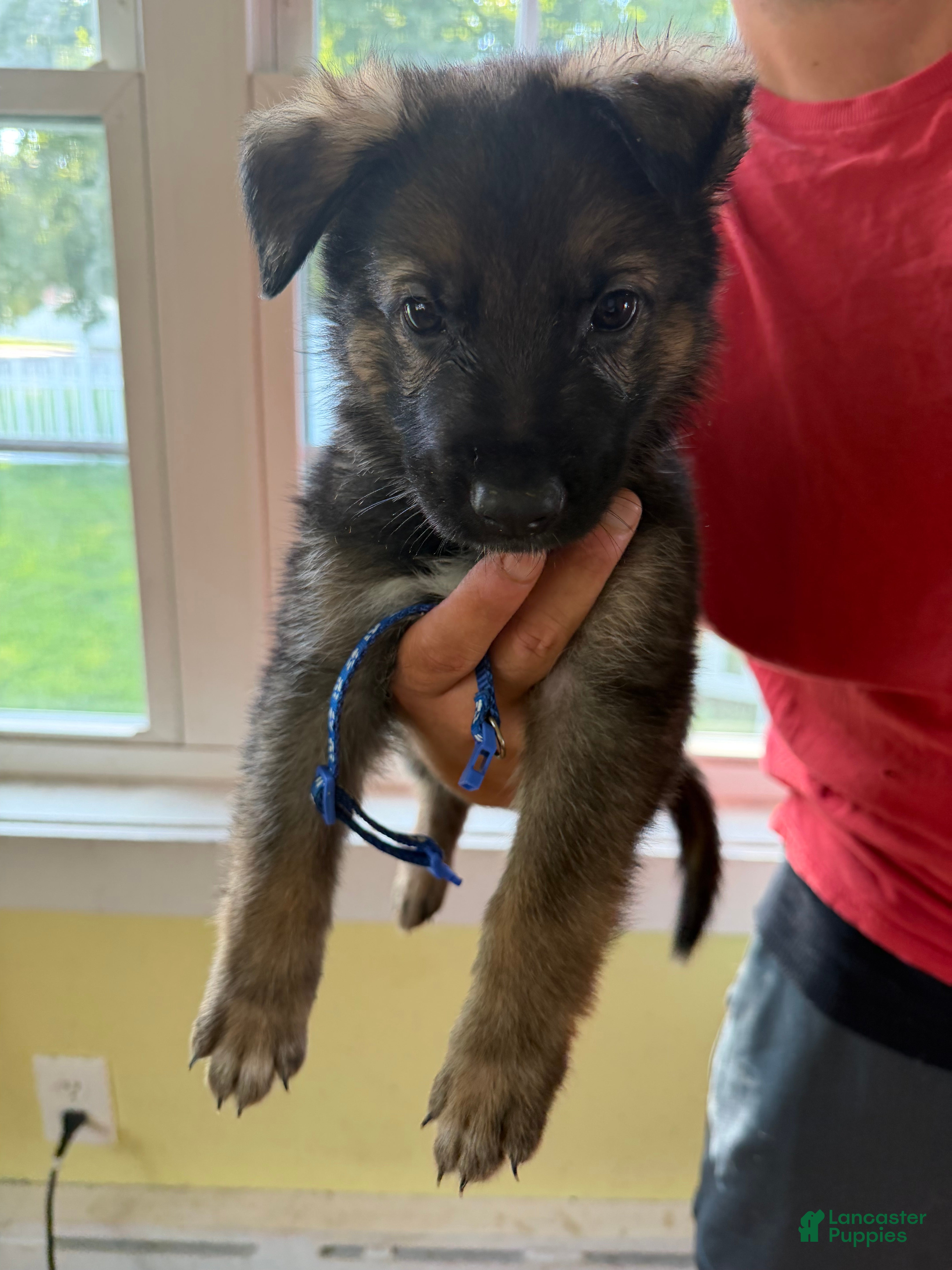 German Shepherd dogs for sale: Dark Blue - Ad 3