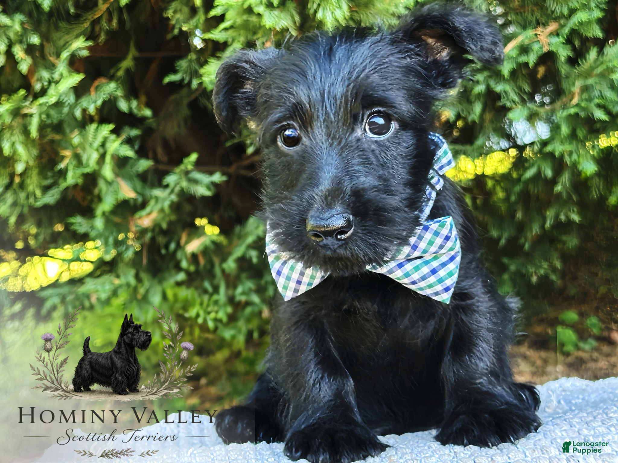 Scottish Terrier dogs Lachlan-AKC-HealthTestedParents - Ad 2