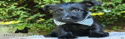 Scottish Terrier dogs for sale: Lachlan-AKC-HealthTestedParents - Ad 2