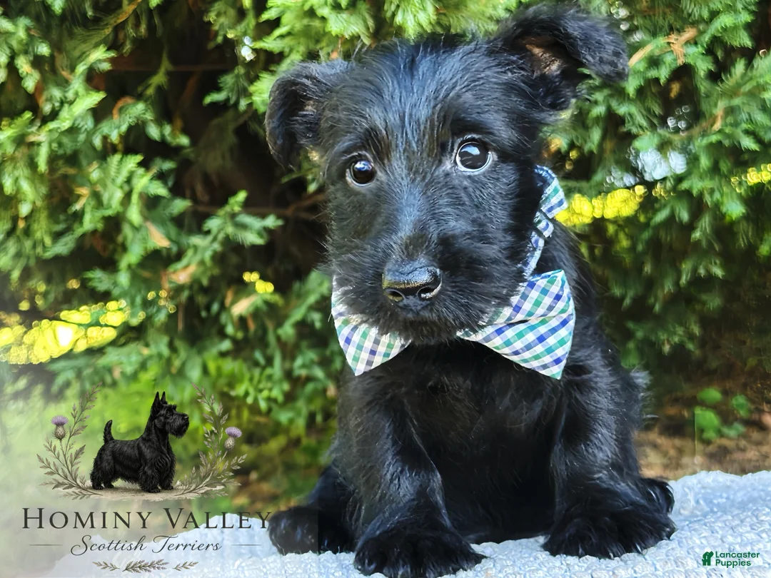 Scottish Terrier dogs for sale: Lachlan-AKC-HealthTestedParents - Ad 2