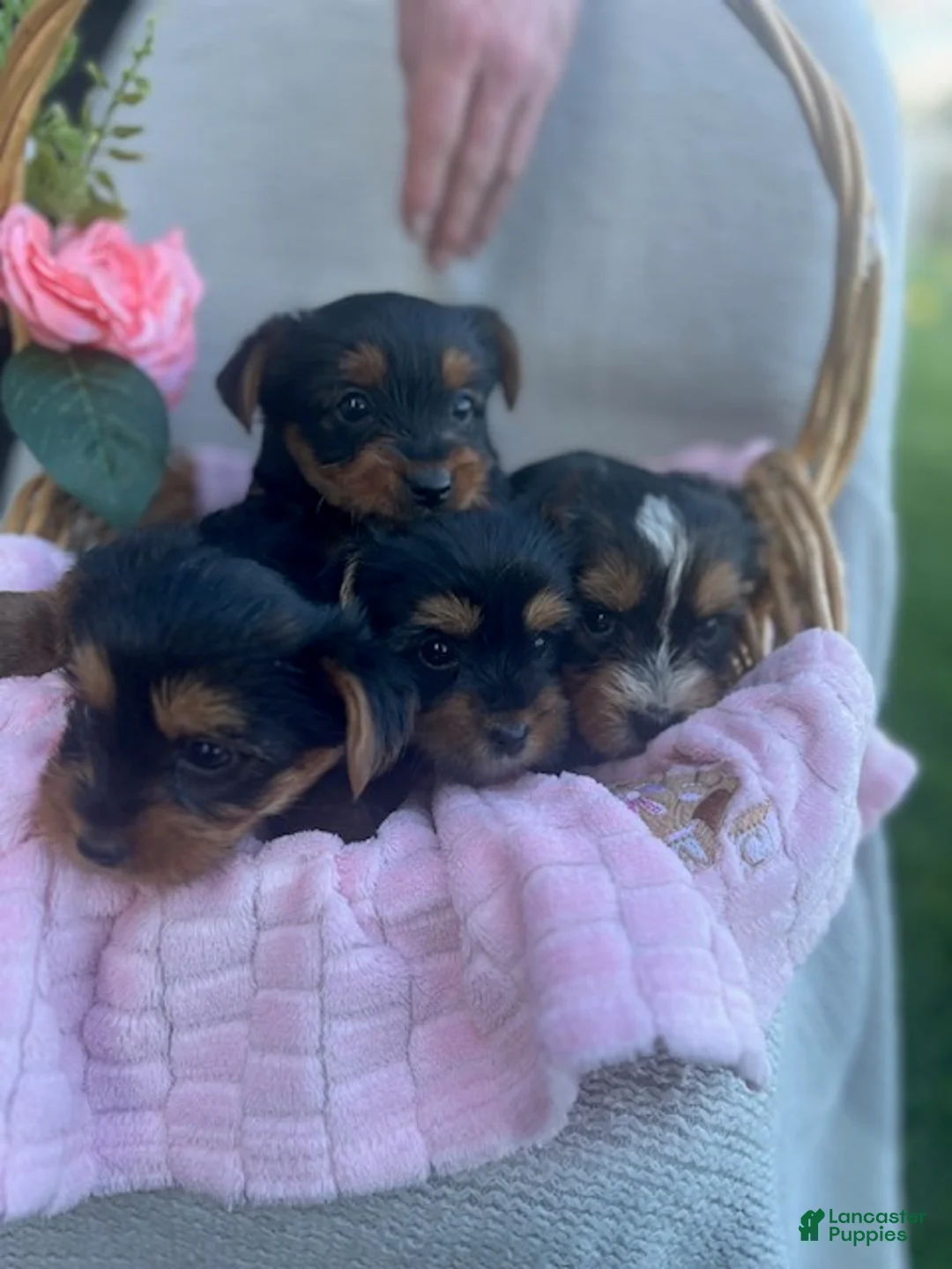 Yorkshire Terrier dogs for sale: June - Ad 4
