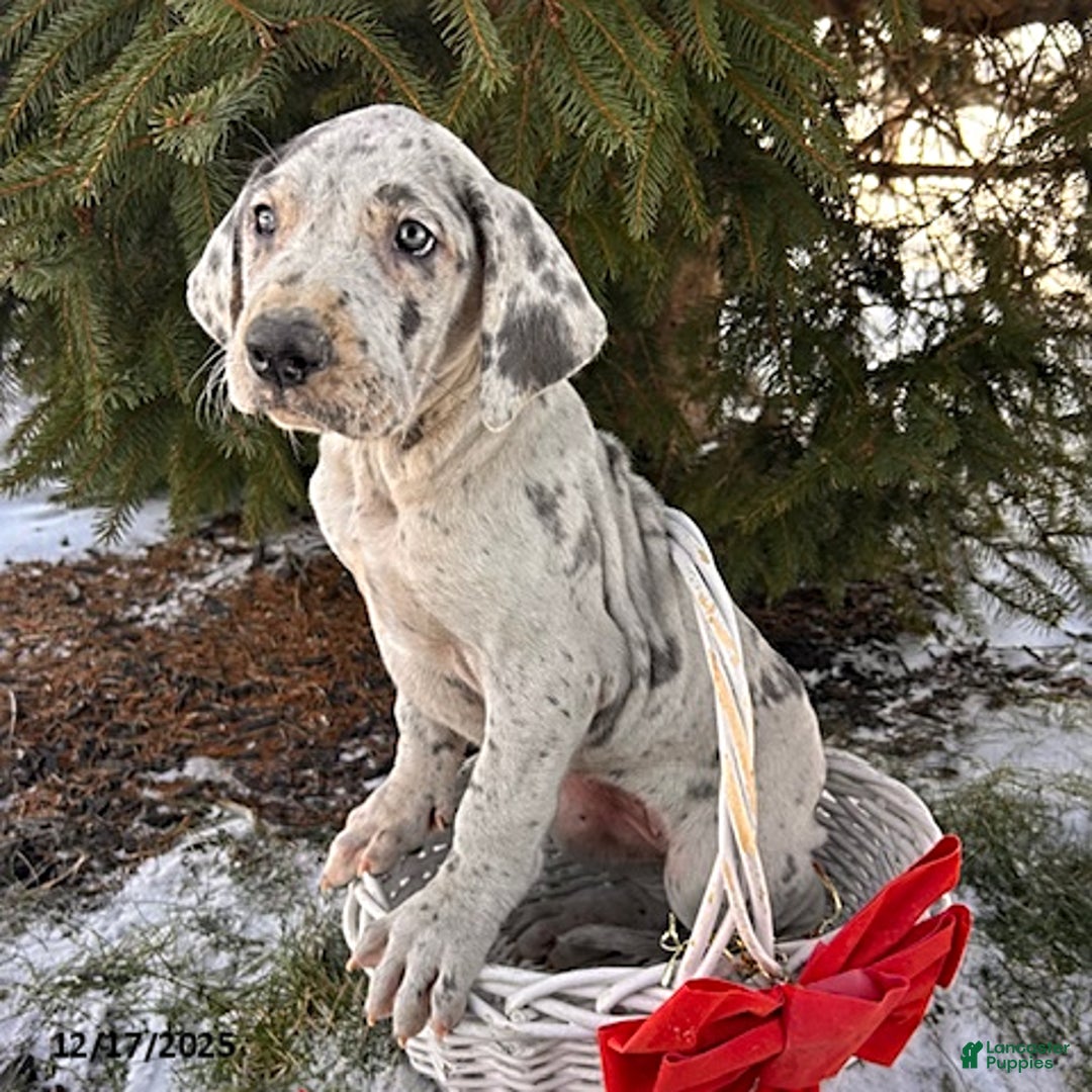 Great Dane dogs for sale: Sapphire - Ad 2