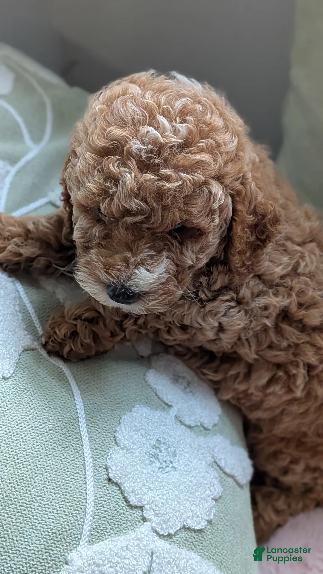 Miniature Poodle dogs for sale: Flynn  - Ad 1