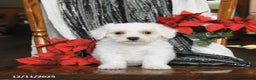Bichon Frise dogs for sale: Duncan - Ad 4