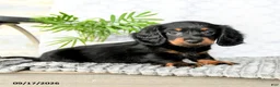 Miniature Dachshund dogs for sale: Ivy  - Ad 1