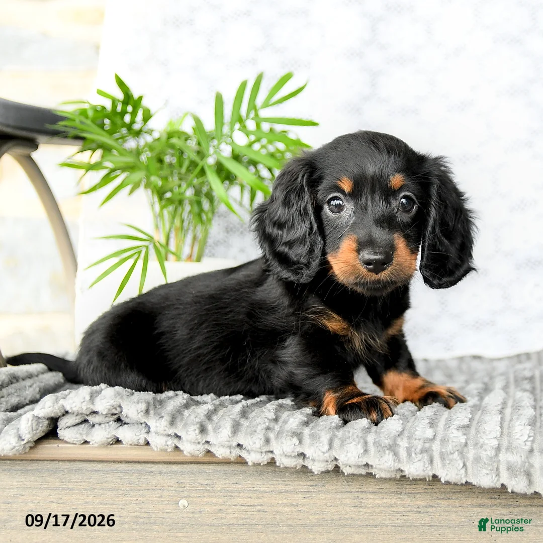 Miniature Dachshund dogs for sale: Ivy  - Ad 1
