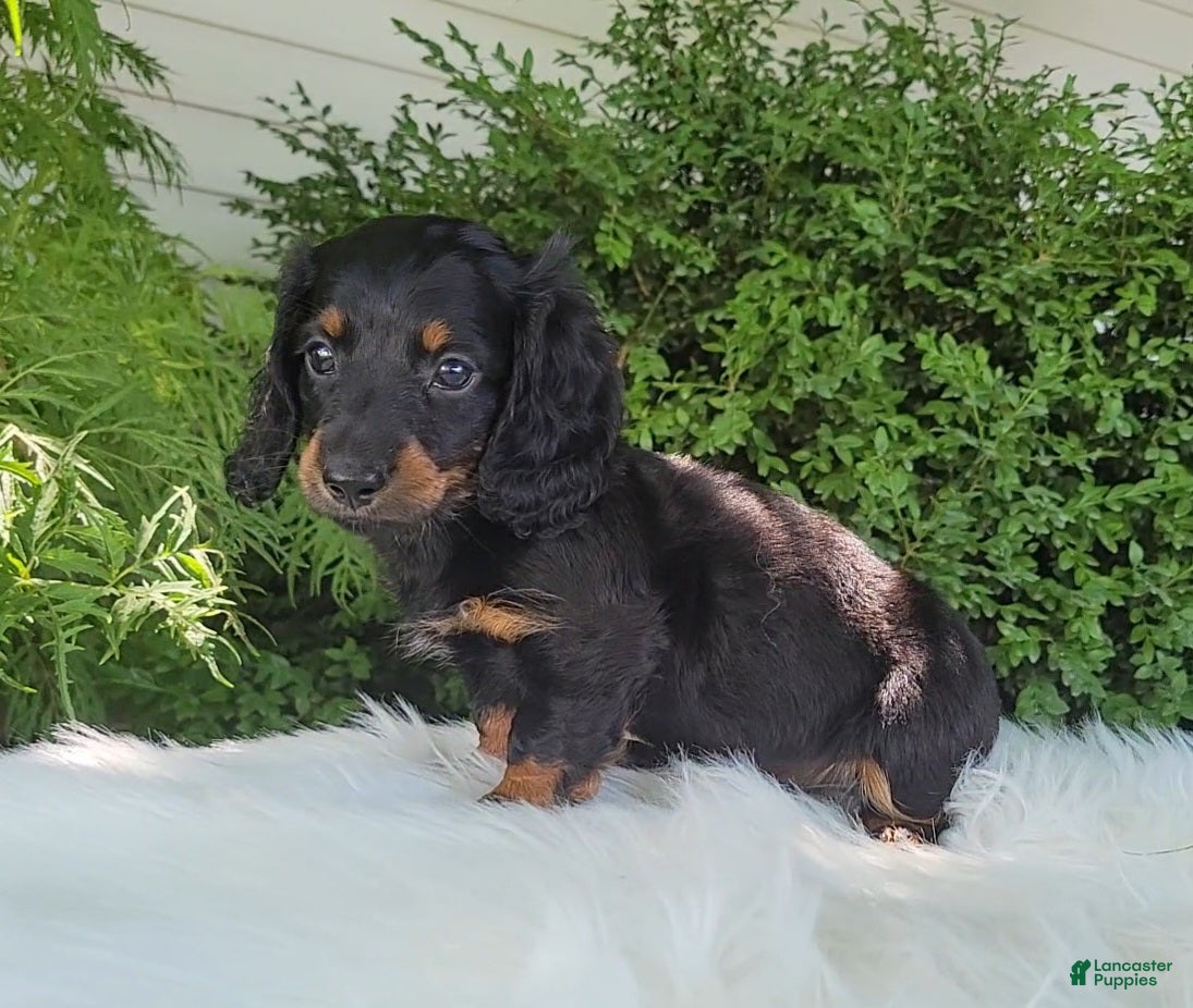 Miniature Dachshund dogs Vander - Ad 2