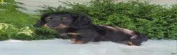 Miniature Dachshund dogs for sale: Vander - Ad 2