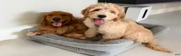 Goldendoodle dogs for sale: Goldendoodle Puppy  - Ad 6