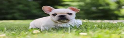 French Bulldog dogs for sale: Allie - Ad 7