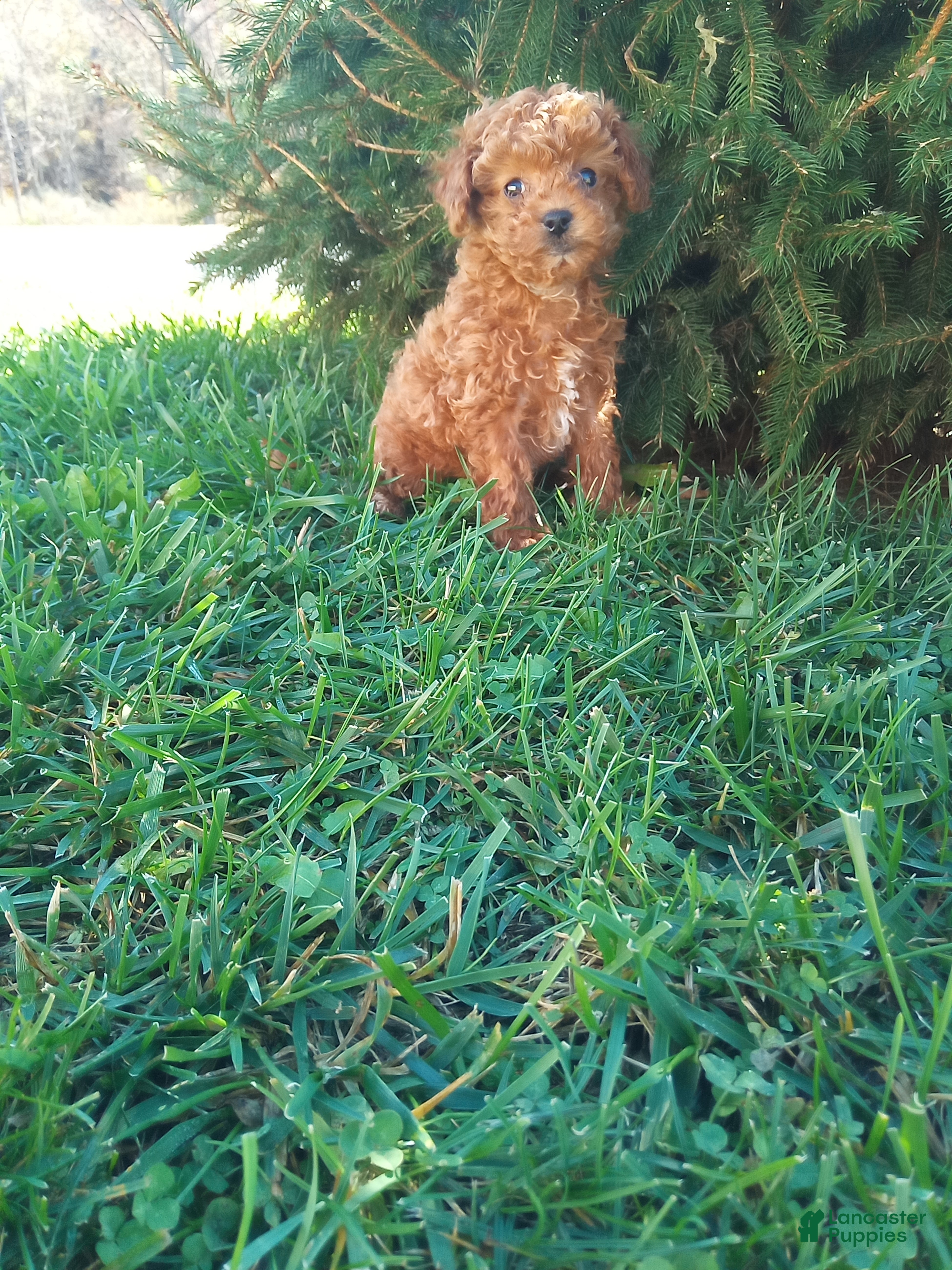 Toy Poodle dogs for sale: Precious - Ad 1