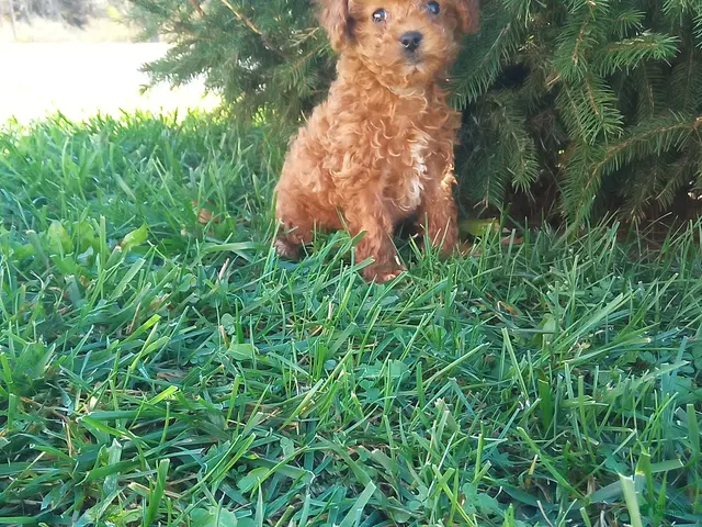 Toy Poodle dogs Precious - Ad 1