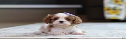 Cavalier King Charles Spaniel dogs for sale: Sammy - Ad 6