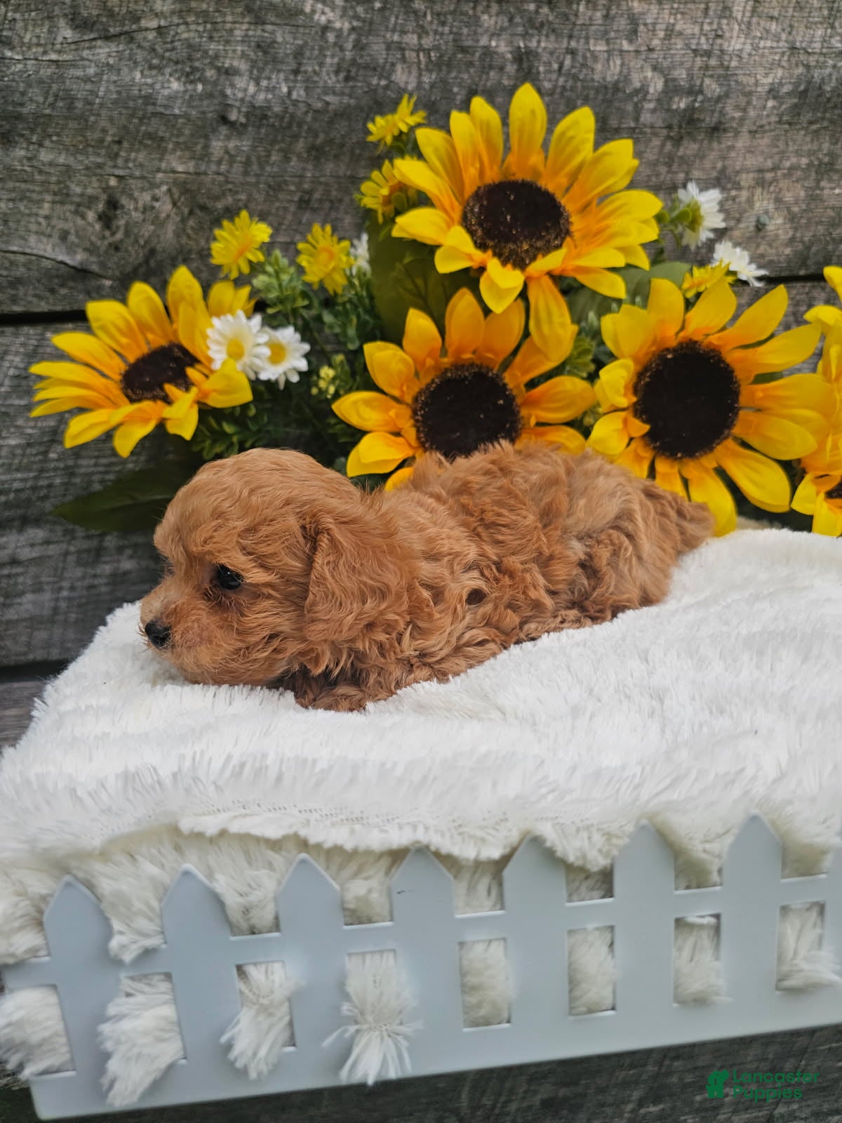Toy Poodle dogs Copper - Ad 1
