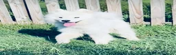 Samoyed dogs for sale: Samoyed 1 - Ad 2