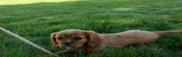 Cavalier King Charles Spaniel dogs for sale: Ford 💙 - Ad 11