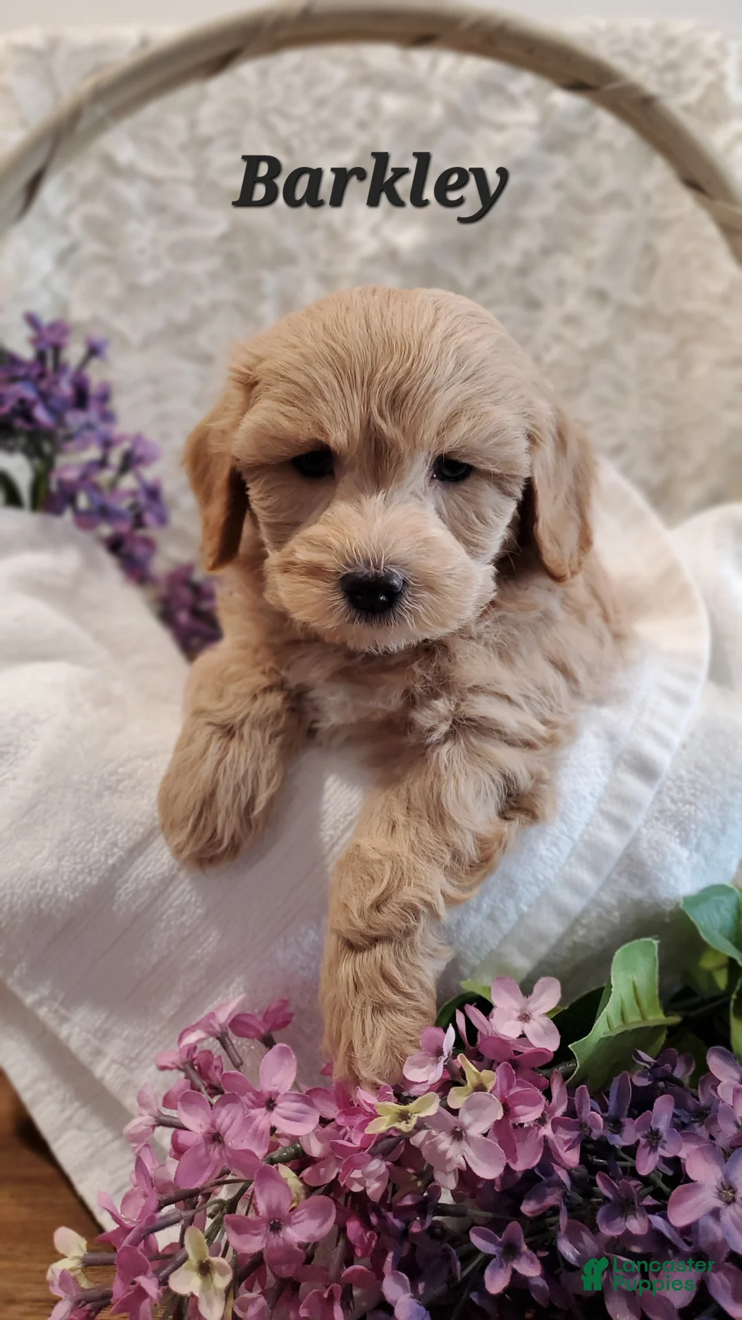 Mixed Breed dogs for sale: Barkley - Ad 3