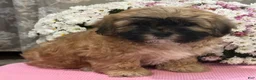Teddy Bear dogs for sale: Callie - Ad 4