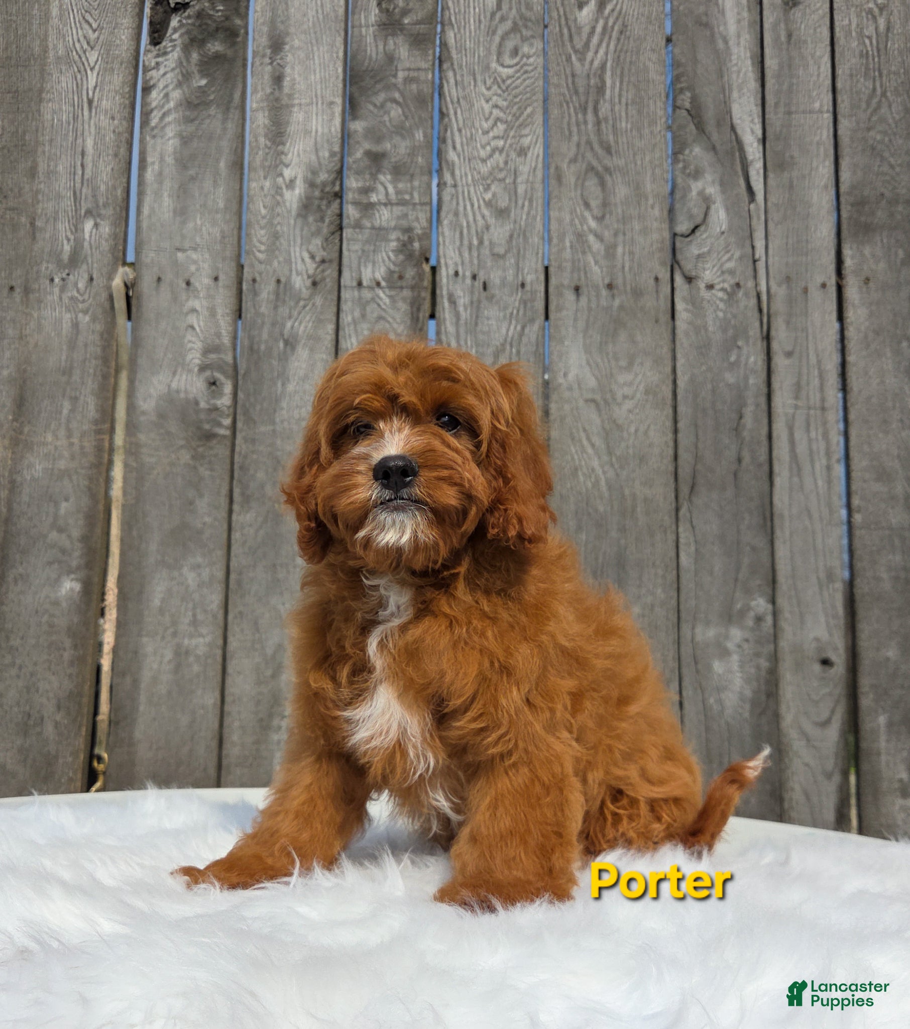 Cavapoo dogs Porter  - Ad 37