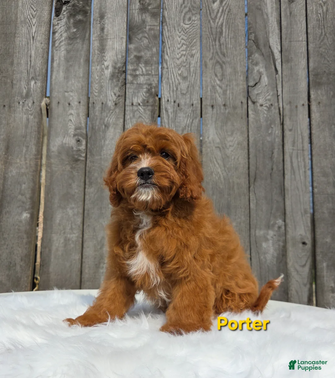 Cavapoo dogs for sale: Porter  - Ad 1