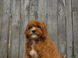 Cavapoo dogs Porter - Ad 37