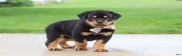 Rottweiler dogs for sale: Diesel - Ad 6