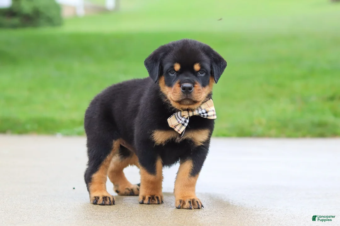 Rottweiler dogs for sale: Diesel - Ad 6