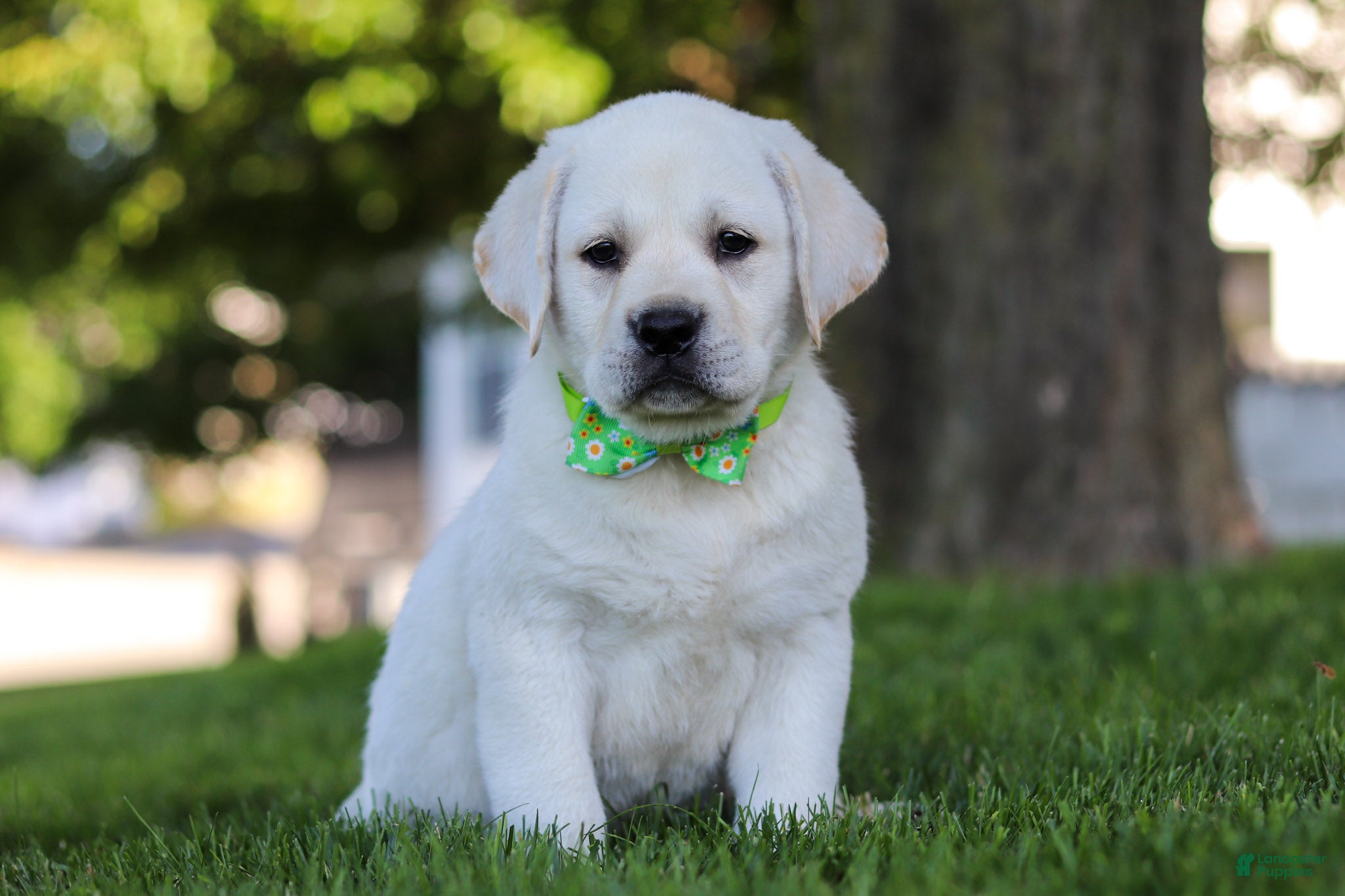 Labrador Retriever dogs for sale: Bernie - Ad 1