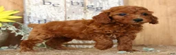 Miniature Poodle dogs for sale: Nina - Ad 3