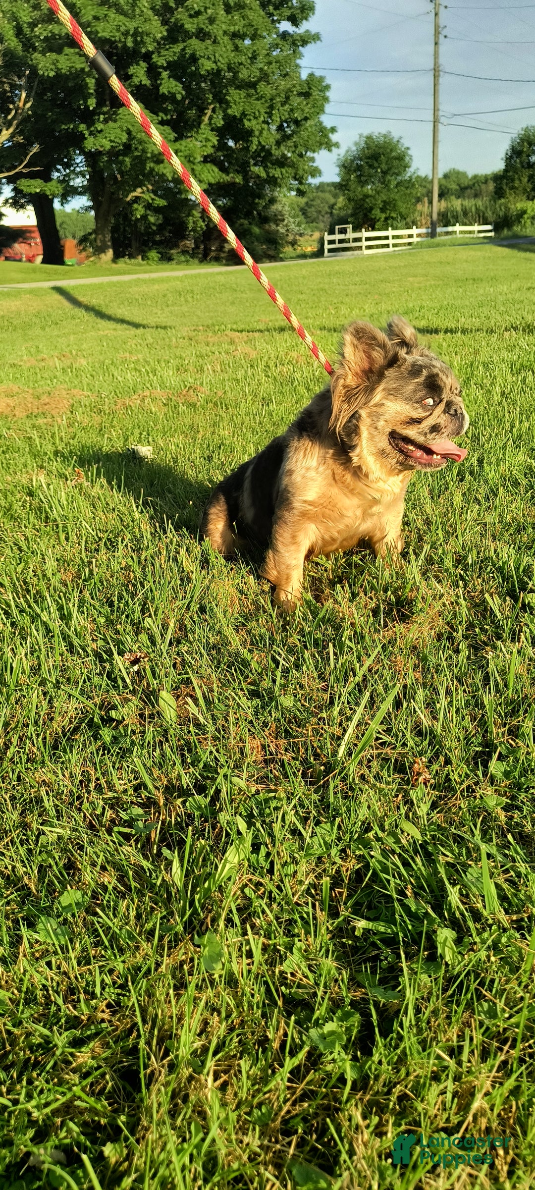 French Bulldog dogs for sale: French Bulldog Puppy 1 - Ad 4