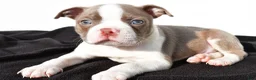 Boston Terrier dogs for sale: Kendall - Ad 5