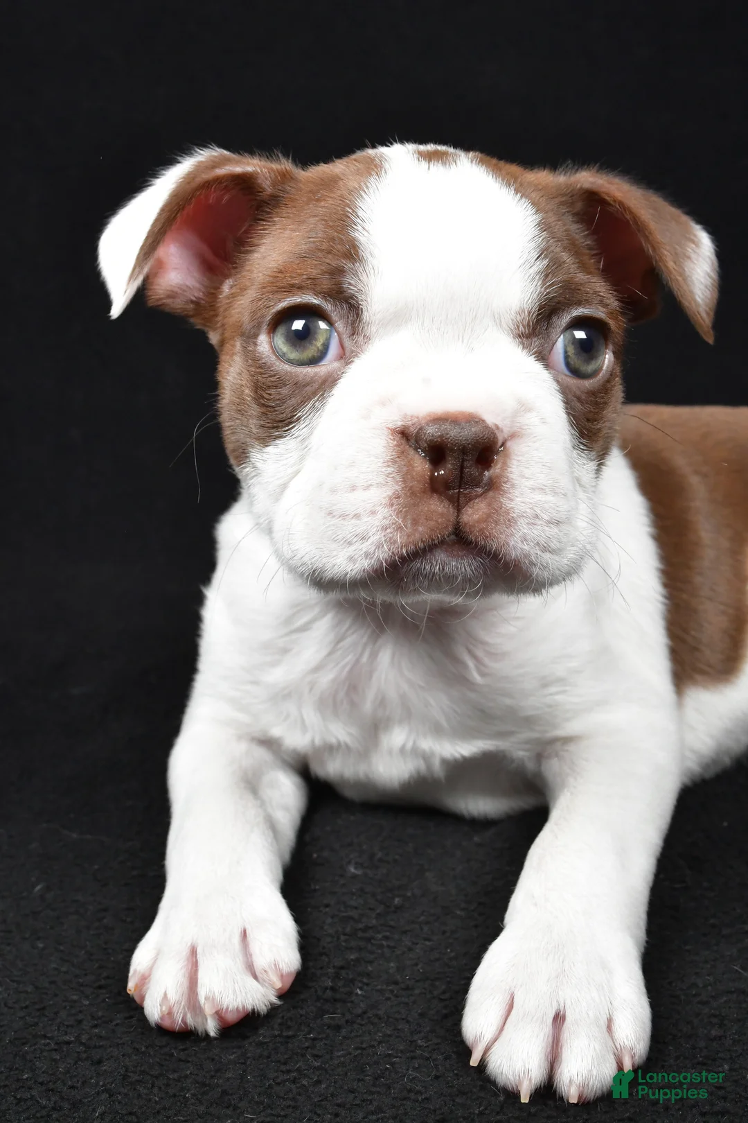 Boston Terrier dogs for sale: Harvey - Ad 2