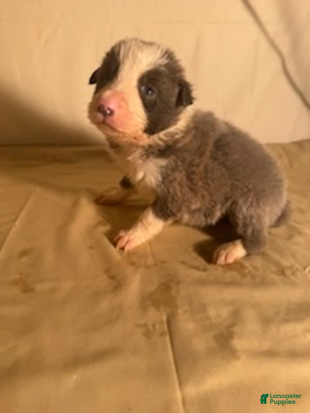 Border Collie dogs for sale: Lilac/White Male  - Ad 2