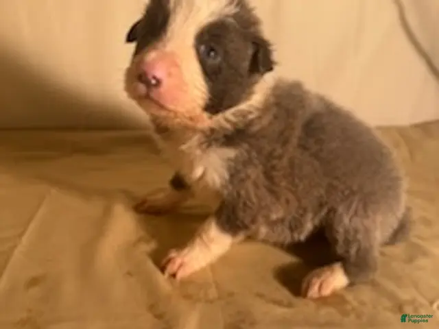 Border Collie dogs for sale: Lilac/White Male - Ad 2