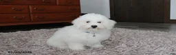 Bichon Frise dogs for sale: Rory - Ad 10