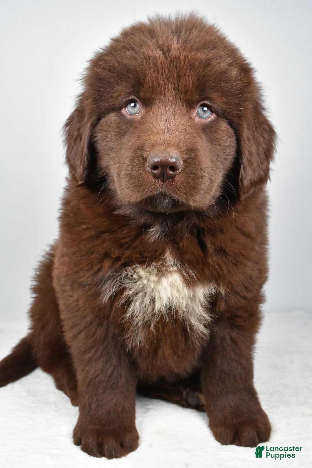 Newfoundland dogs for sale: Harper - Ad 7