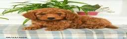 Mini Goldendoodle dogs for sale: Tristan - Ad 3