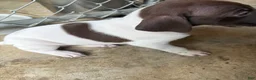 German Shorthaired Pointer dogs for sale: German Shorthaired Pointer 3 - Ad 5