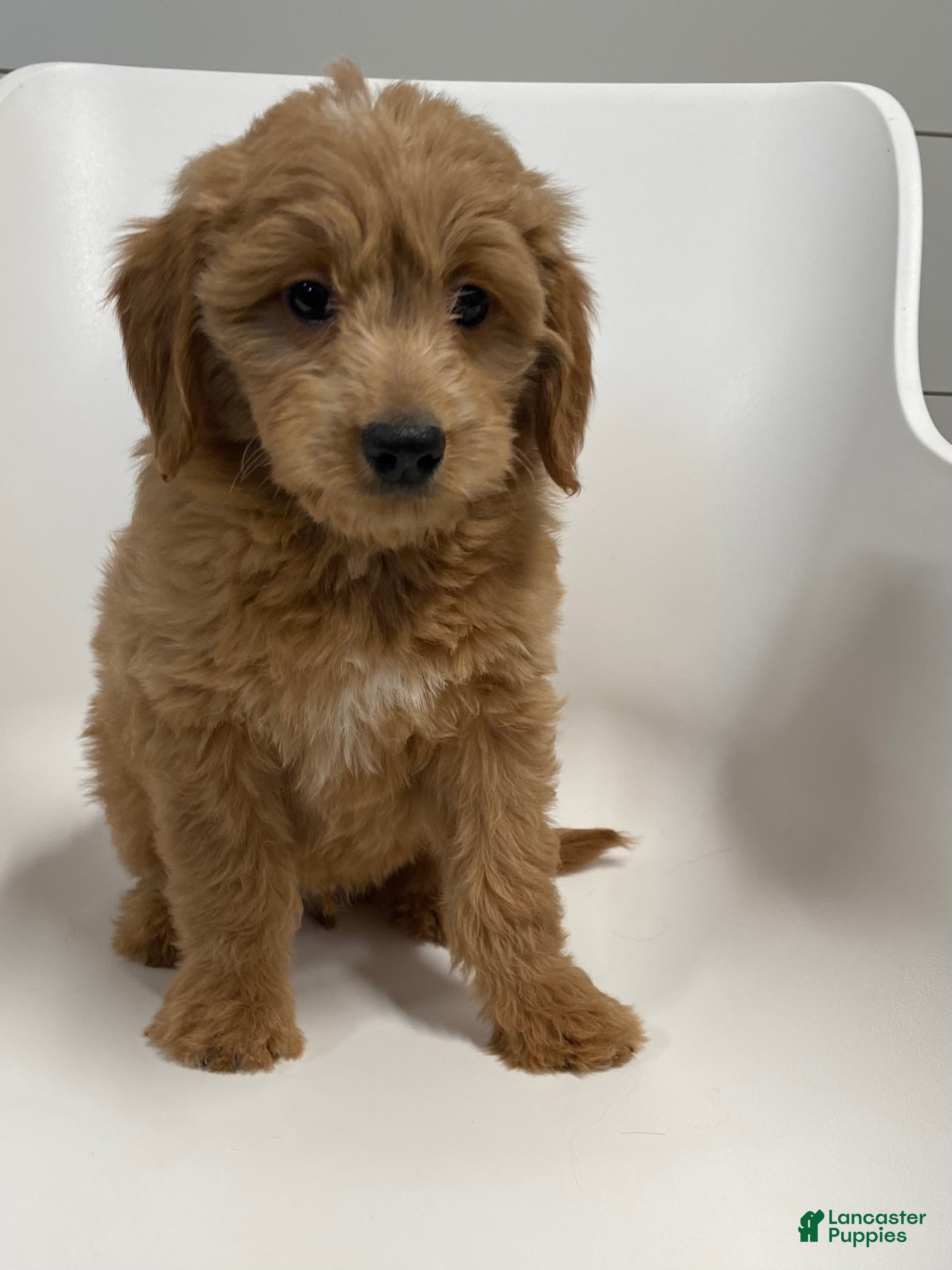 Mini Goldendoodle dogs Zero Mini Goldendoodle - Ad 1