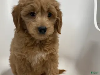 Mini Goldendoodle dogs Zero Mini Goldendoodle - Ad 1