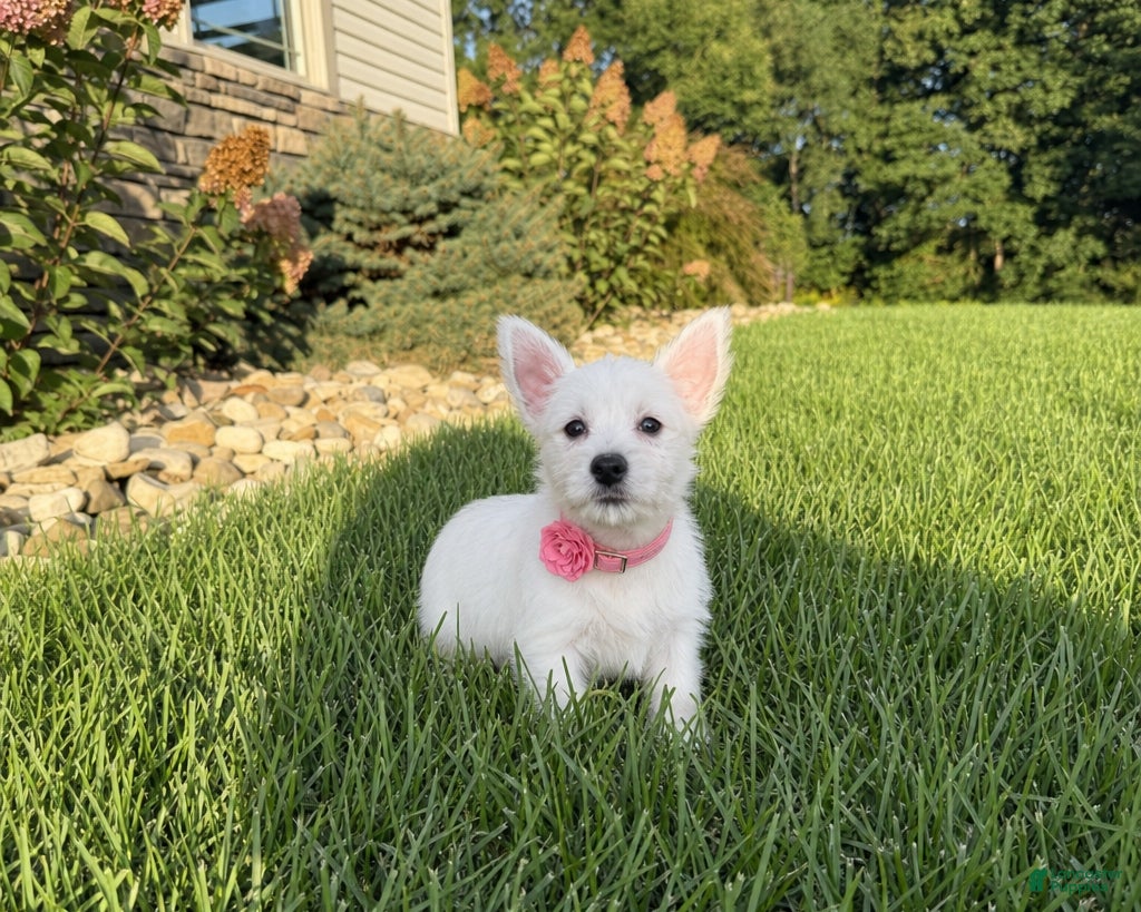 West Highland Terrier dogs Anita - Ad 2