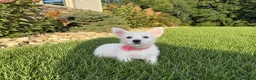 West Highland Terrier dogs for sale: Anita - Ad 2