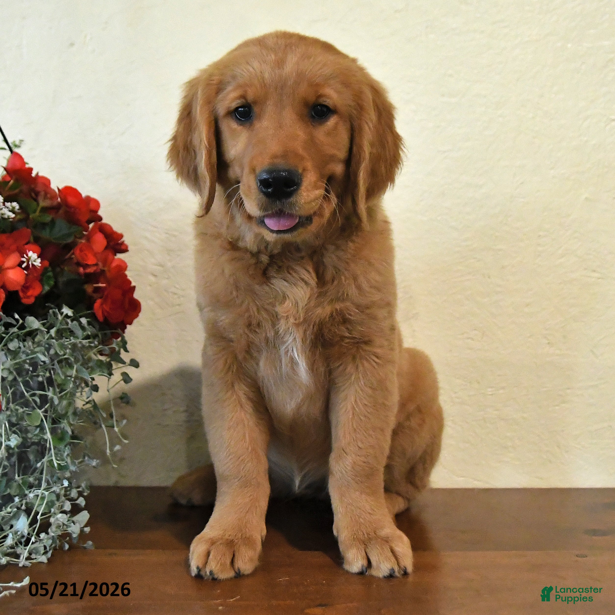 Golden Retriever dogs Ginger - Ad 2